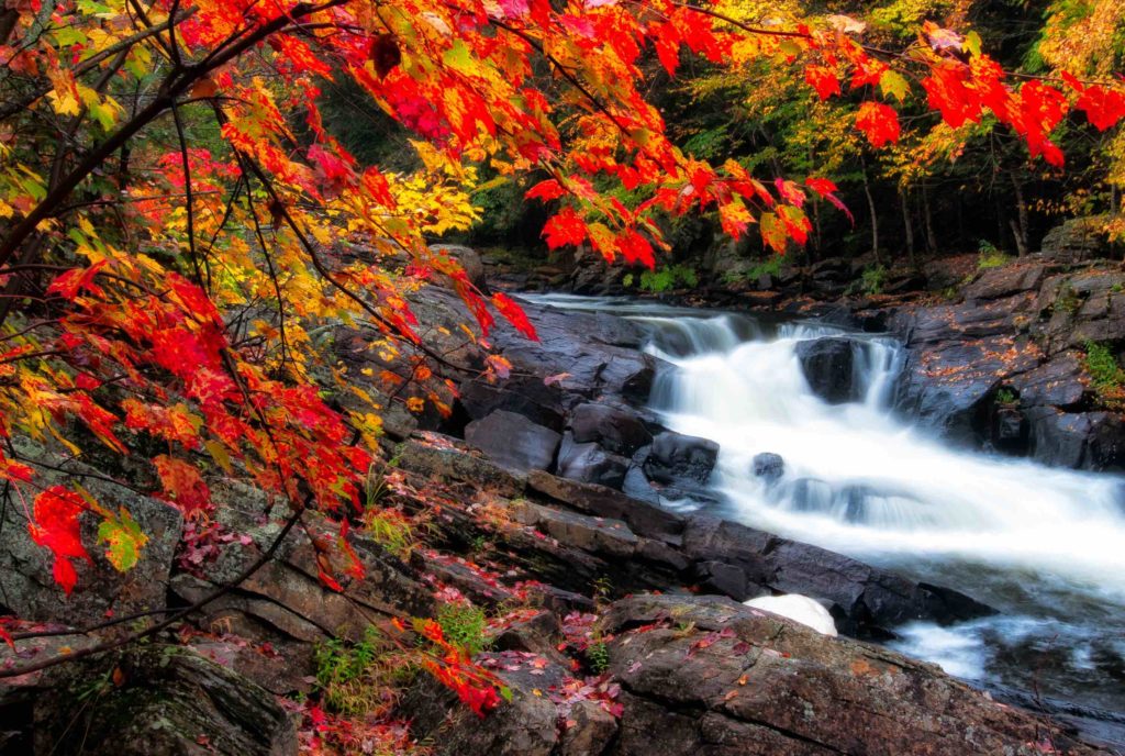 Fall colours near a river in Dwight near Huntsville