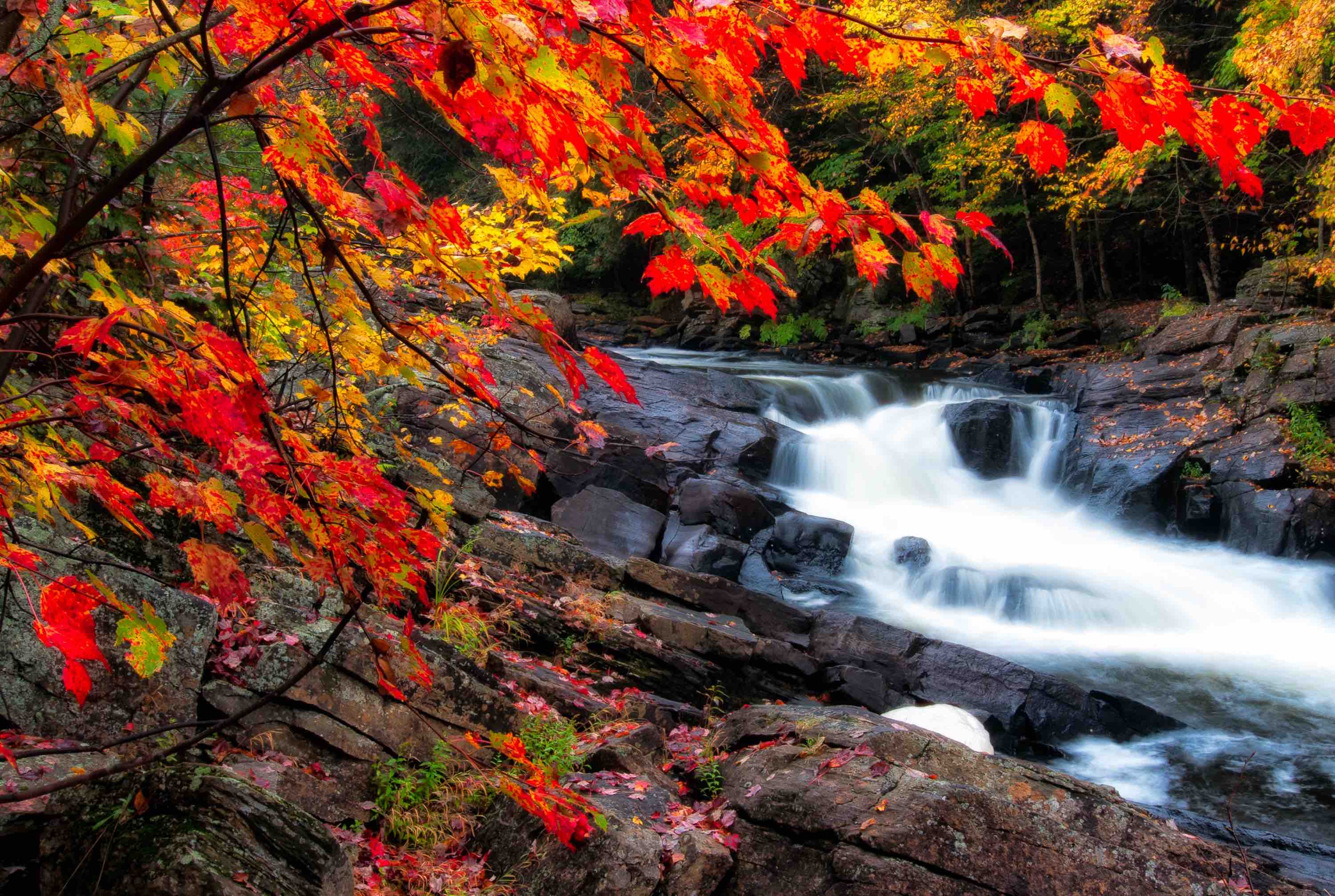 Muskoka Fall colours near a river in Dwight near Huntsville