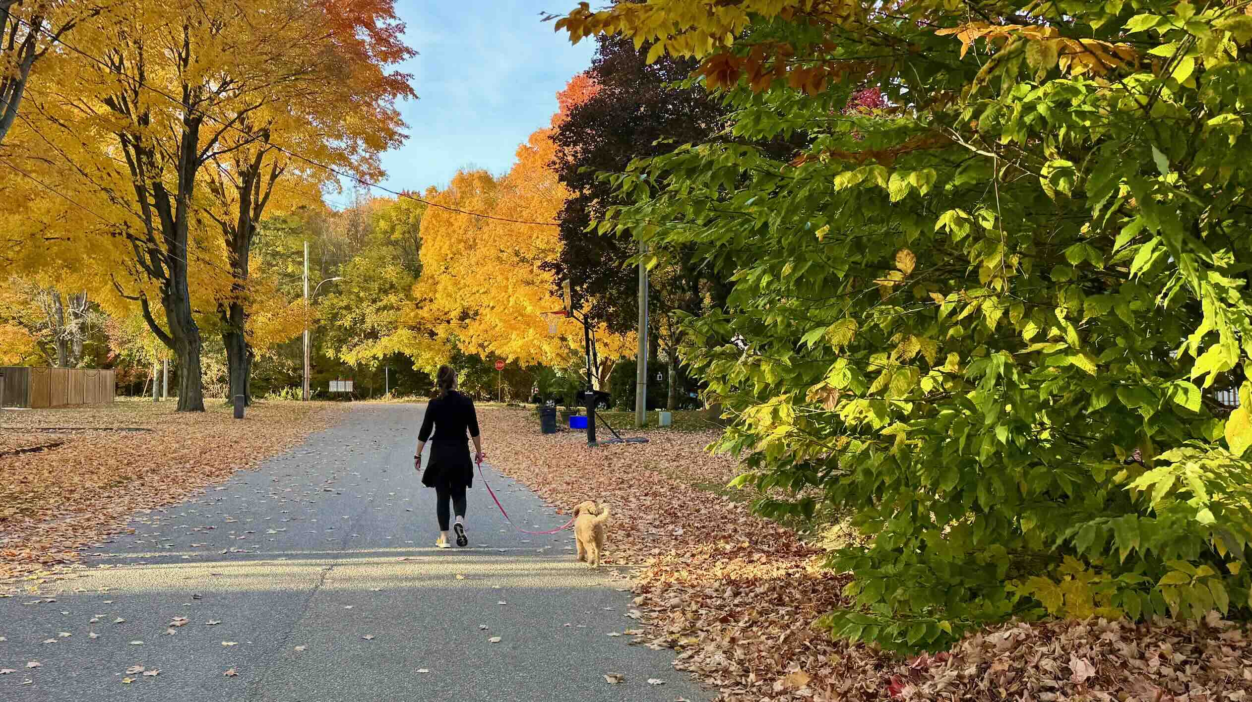 Muskoka Fall Colours in GravenhurstJPG